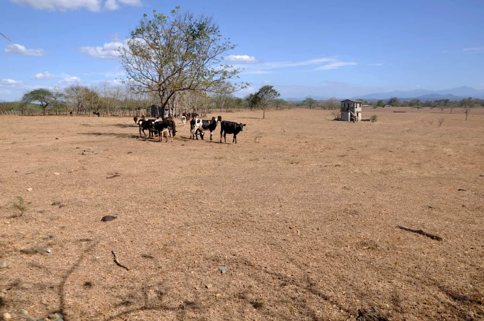 No se salva nadie de la sequía que afecta al país – El Profe Show