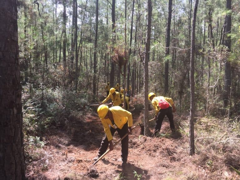 Medio Ambiente identifica algunos responsables de los incendios forestales de República Dominicana – El Profe Show