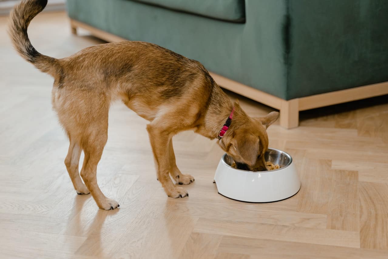 Alimentación balanceada para perros y gatos: consejos prácticos