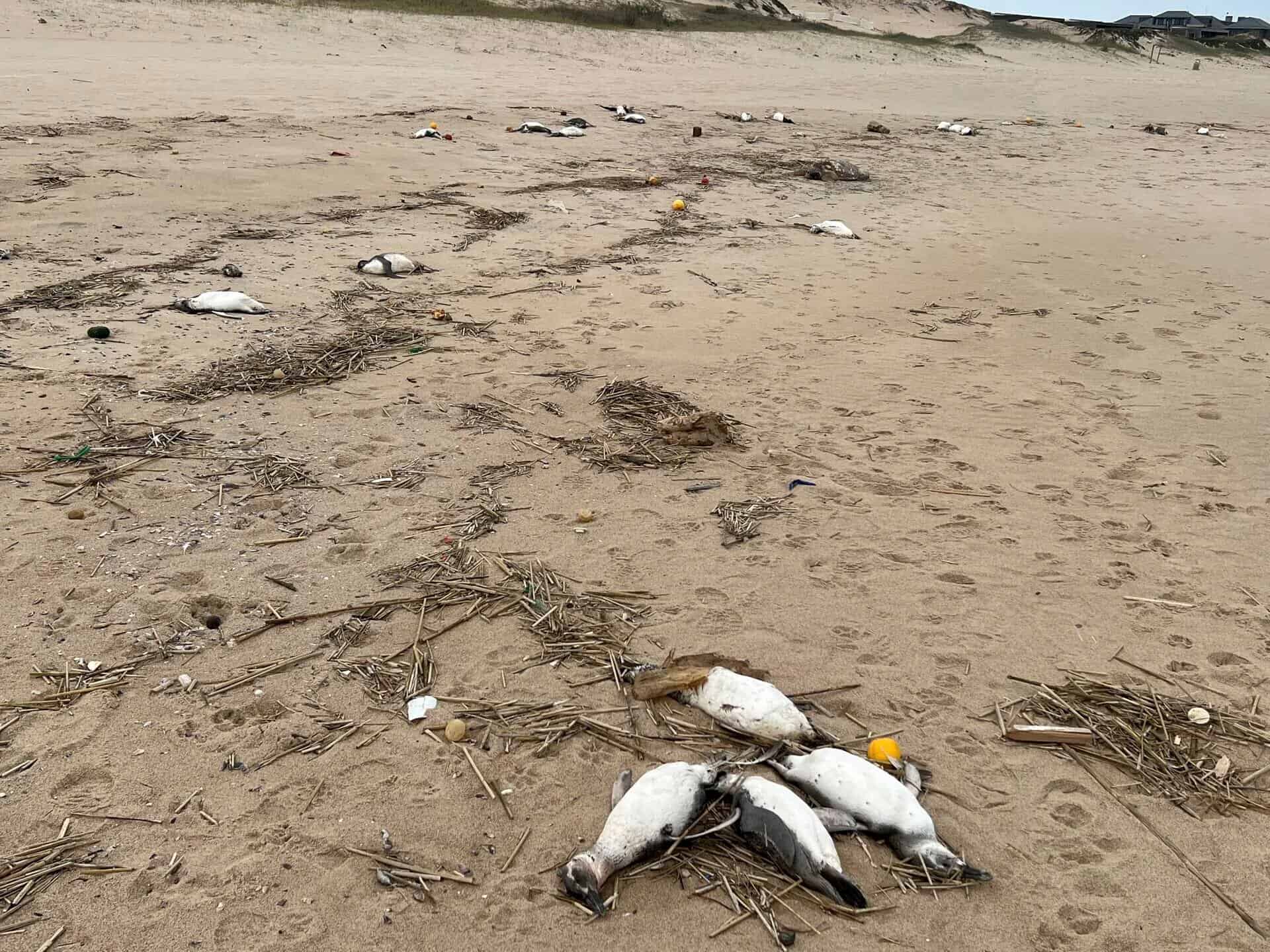 Unos 2,000 pingüinos aparecen muertos en las costas de Uruguay