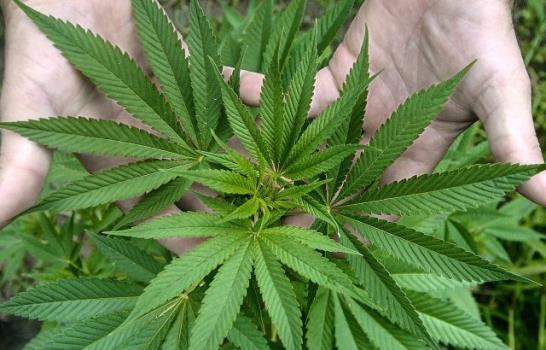 Argentina crea agencia para regular cannabis medicinal