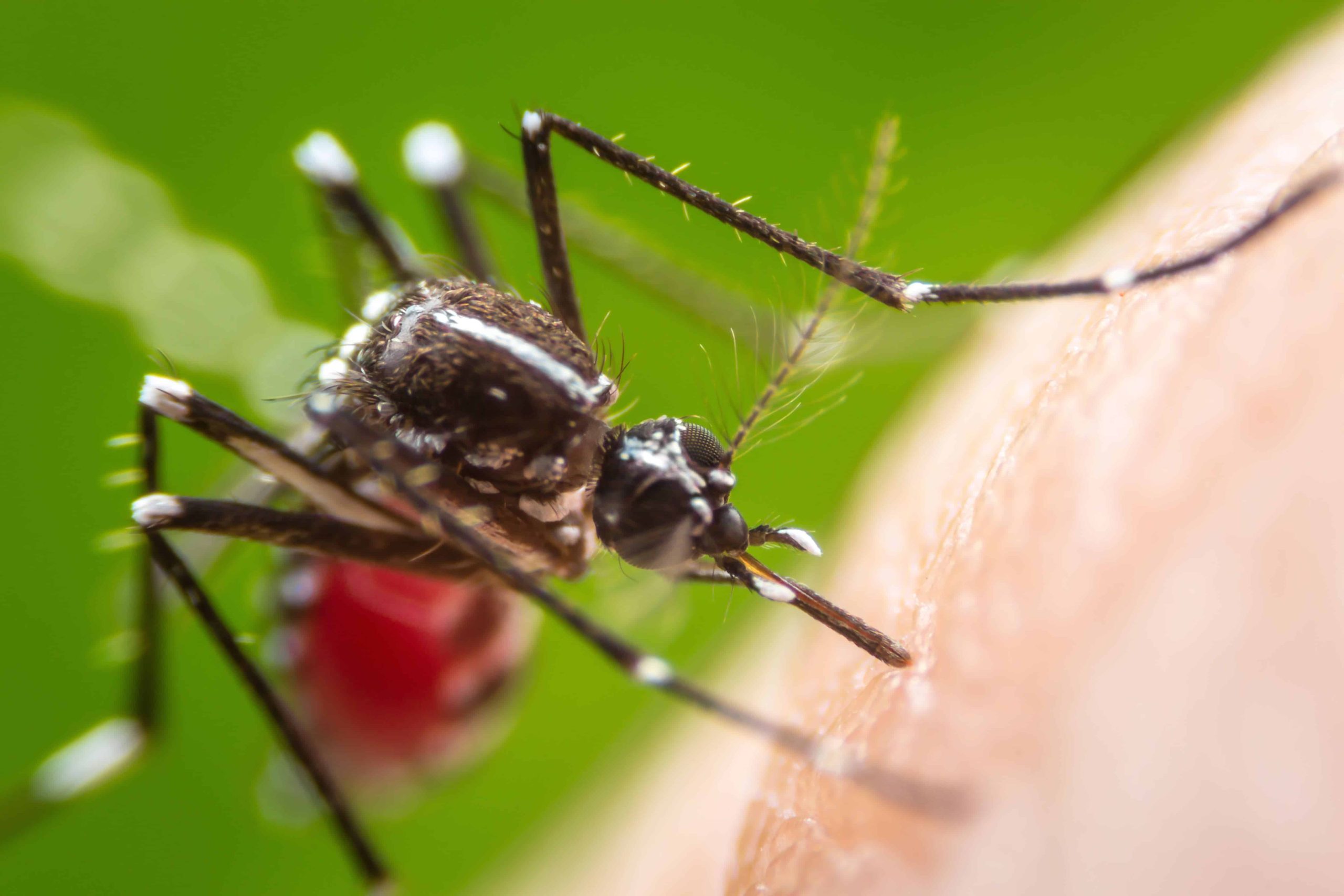 Hallan que el Aedes aegypti se adapta a temperaturas locales en medio de crisis climática