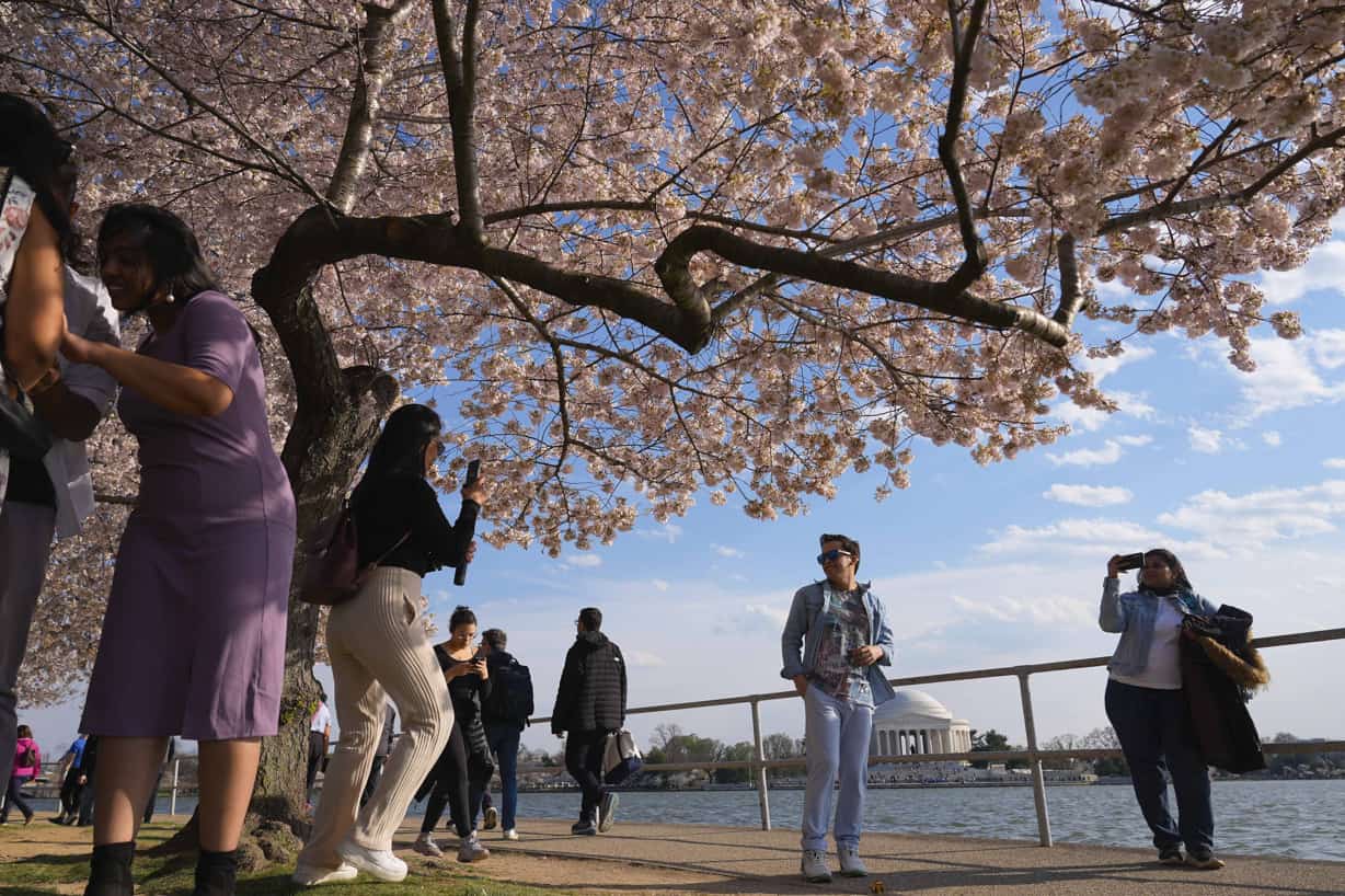 Japón regalará 250 cerezos a EE. UU. para reemplazar los cientos que serán talados por obras